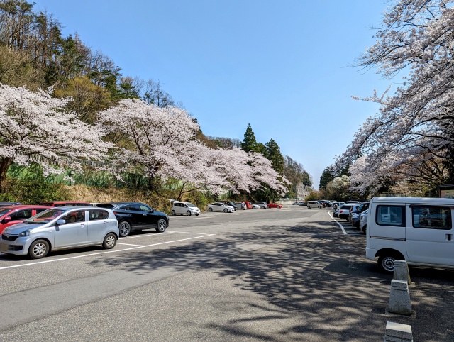弥彦神社の第一駐車場　桜が満開に咲いている様子
