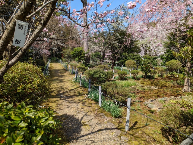 菊桜咲く桜苑の小道