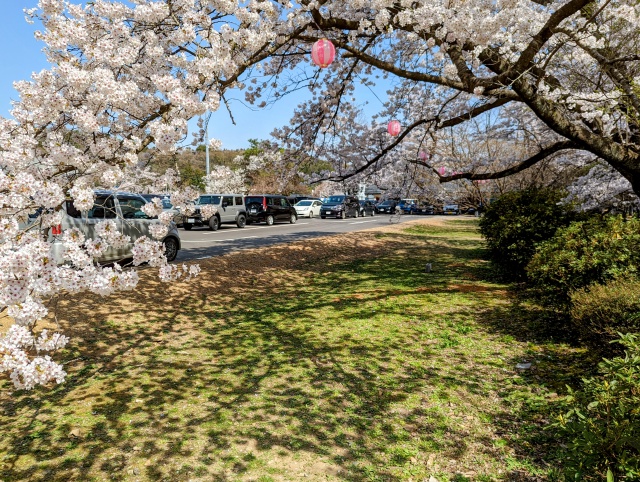 満開の桜越しのおもてなし広場前の駐車場